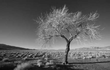 desert-tree
